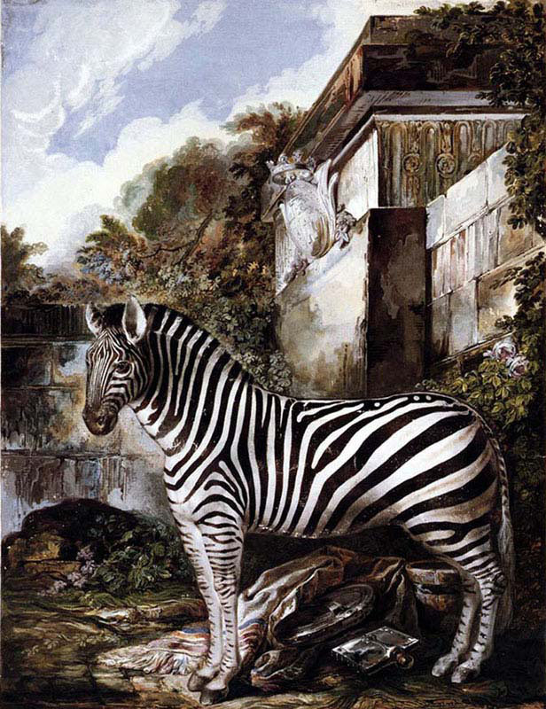 Zebra